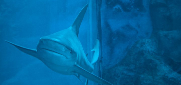 Requin à L'aquarium de Singapour